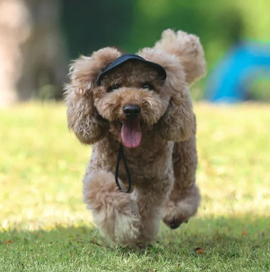 DoggyCool Hat: Ultimate UV Protection for Dogs